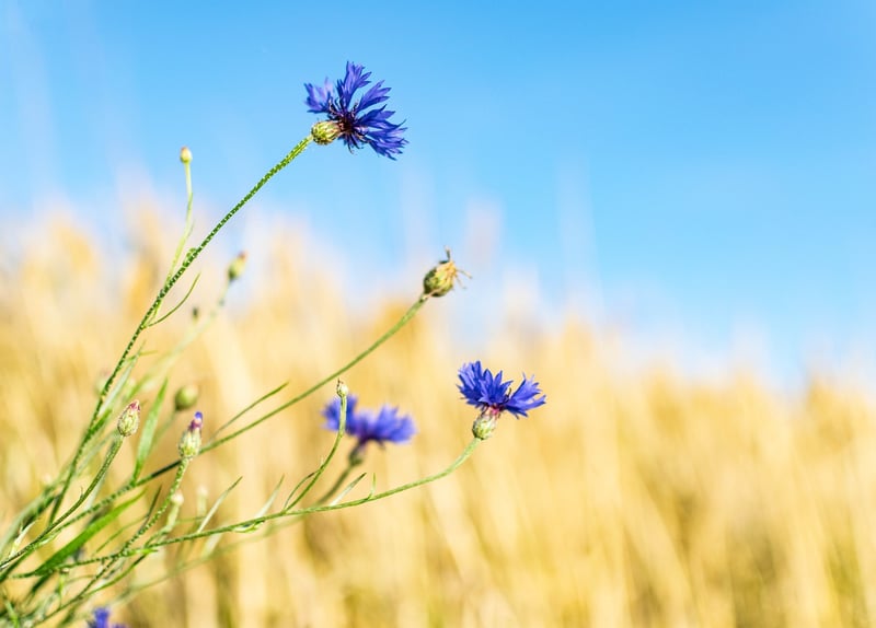 Wildflower Meadows